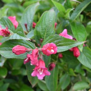 Weigela 'Bristol Ruby' 30-40 cm